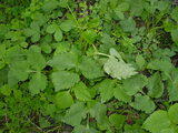 7ab04214.JPG