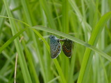 827433e4.JPG
