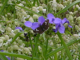 90733ec0.JPG