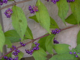 98e82aa1.JPG
