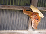 ade66630.JPG