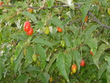bcda75f8.JPG