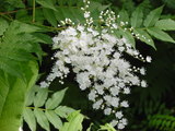 c0c2799a.JPG