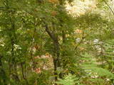c17d458f.JPG