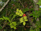 cf790394.JPG