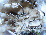 d0237511.JPG