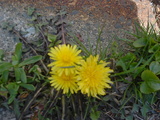 dcd77268.JPG
