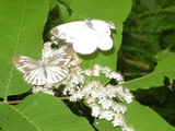 e6033b64.JPG