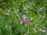 f06141be.JPG