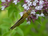 f484a9ec.JPG