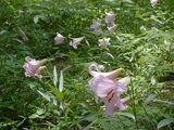 f97c4d48.JPG
