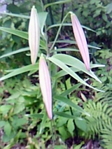 fe106702.jpg