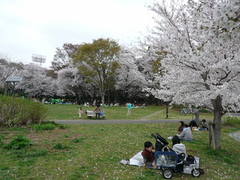 桜の下で思い出のビールを飲もうよ!の会