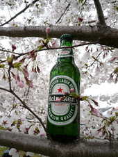 桜の下で思い出のビールを飲もうよ!の会