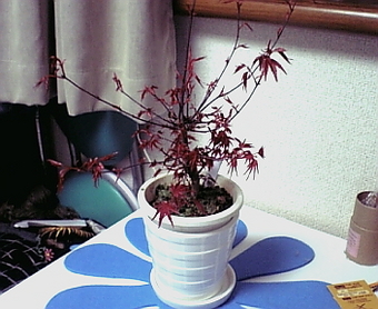 もみじ1