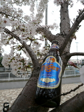 桜の下で思い出のビールを飲もうよ!の会
