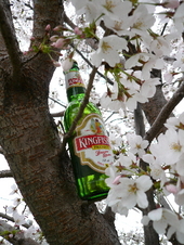 桜の下で思い出のビールを飲もうよ!の会