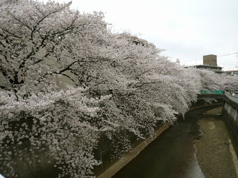 桜の下で思い出のビールを飲もうよ!の会