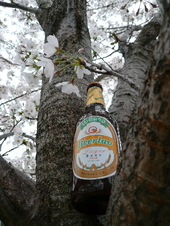 桜の下で思い出のビールを飲もうよ!の会