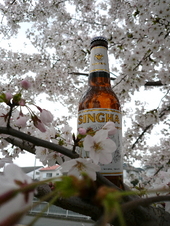 桜の下で思い出のビールを飲もうよ!の会