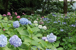 小室山あじさい寺♪