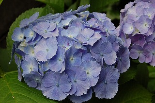 紫陽花♪