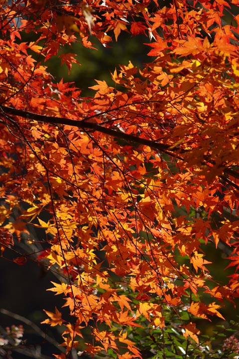 091104½©¤Î¹¥Æü¡¢¤½¤Î£±_04