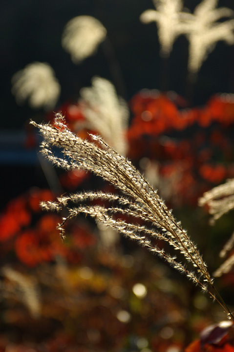 091107½©¤Î¹¥Æü¡¢¤½¤Î£²_02