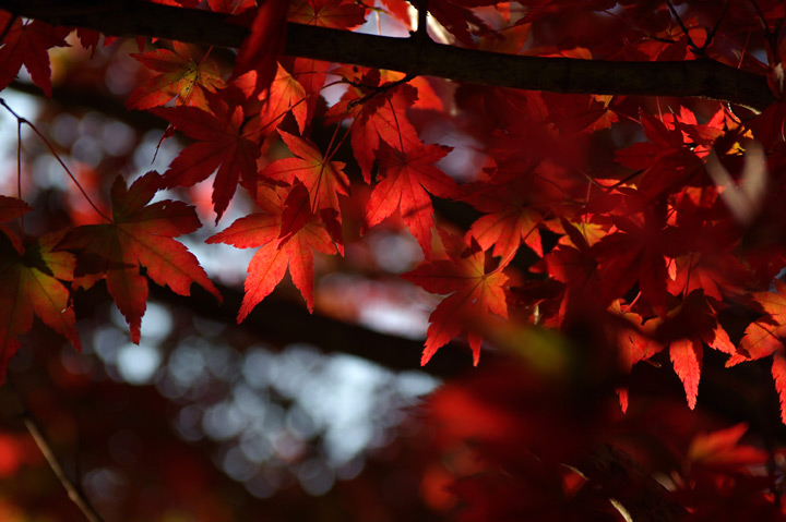 091107½©¤Î¹¥Æü¡¢¤½¤Î£²_03