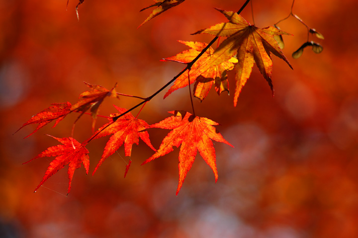 091104½©¤Î¹¥Æü¡¢¤½¤Î£±_03