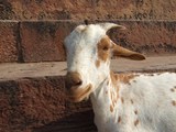 DSCF2508