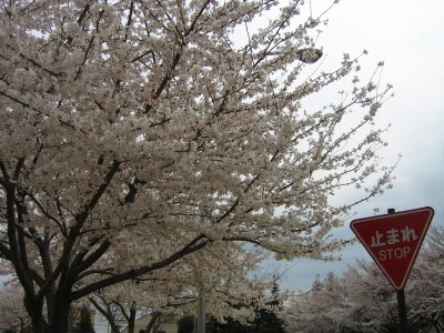 桜