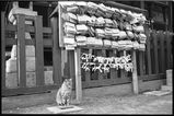 浅草神社でよく見かける猫