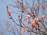 八重の紅梅