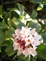 沈丁花