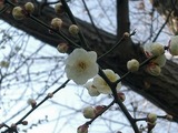 八重の白梅