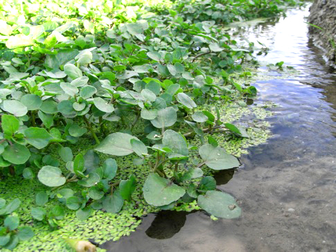Cress2