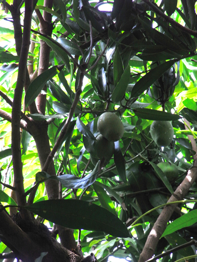 Mango2