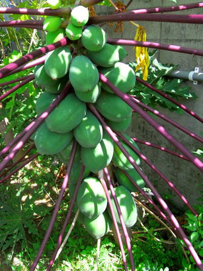 Papaya4