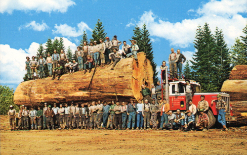 bigger_fir