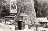 World_Famous_Tree_House_PC_3