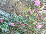 山茶花