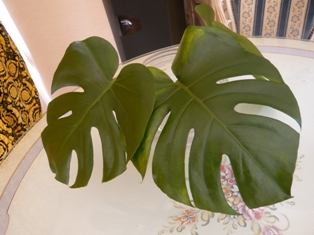 P1140114