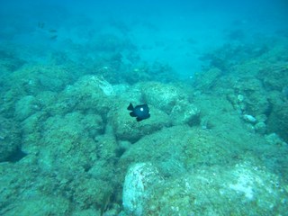 ミツボシクロスズメダイ 8.5井田