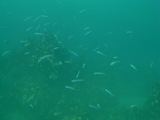 �ϥʥϥ� 10.13����