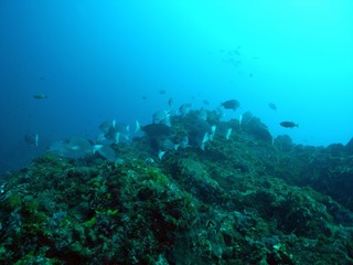 5.5hatijoujima2