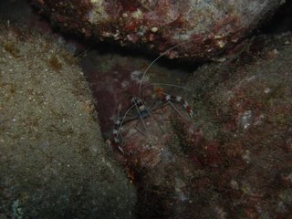 オトヒメエビ 8.9井田
