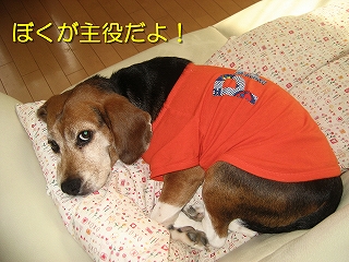 �ܤ���������衪