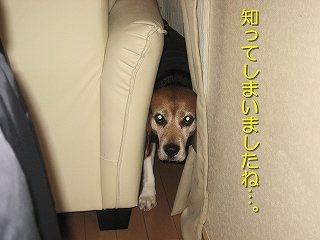 ÃΤäƤ·¤Þ¤¤¤Þ¤·¤¿¤Í¡Ä¡£