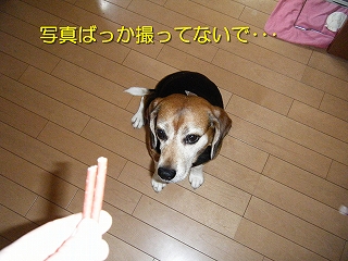 ¼Ì¿¿¤Ð¤Ã¤«»£¤Ã¤Æ¤Ê¤¤¤Ç